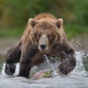 orso a caccia
