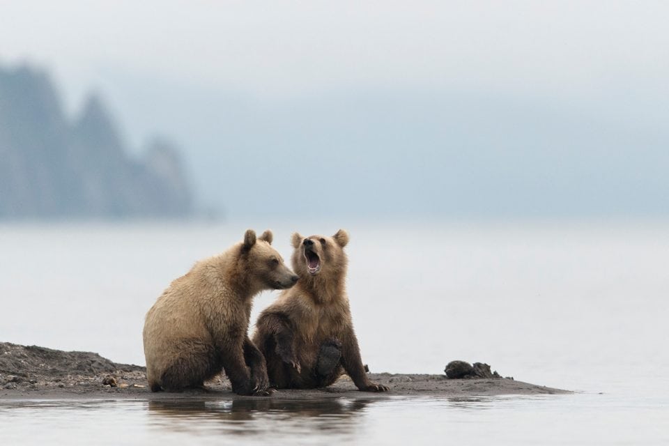 coppia di orsi