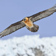 bearded vulture in flight