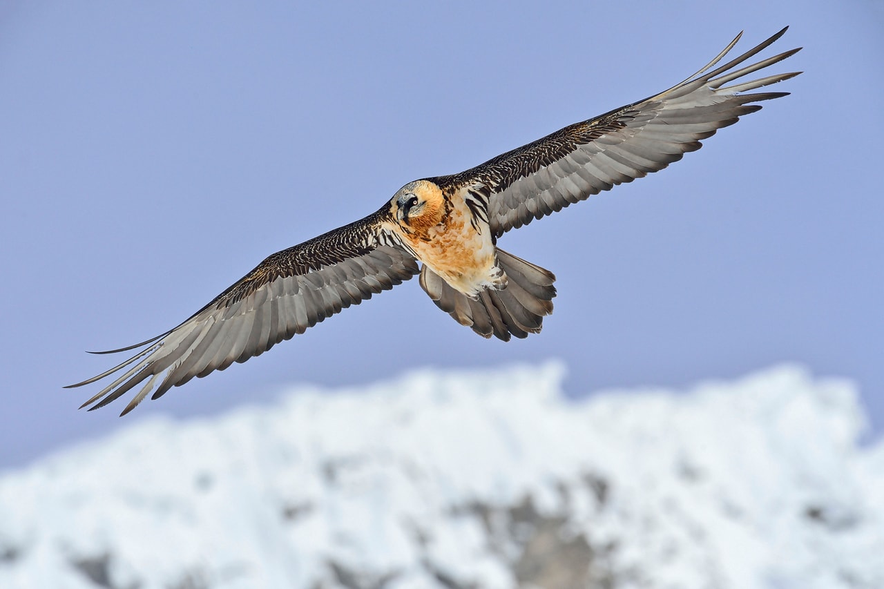 bearded vulture in flight