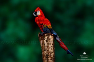 parrot_400