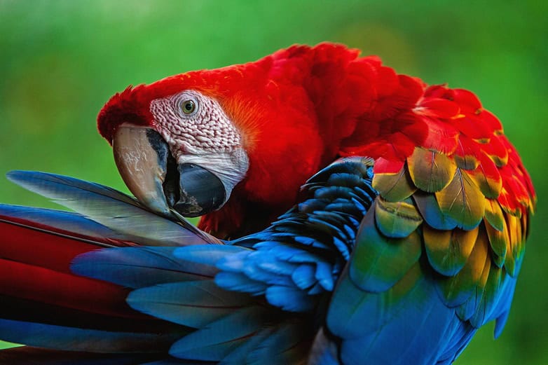 the,scarlet,macaw,(ara,macao),is,a,large,,vibrant,,and